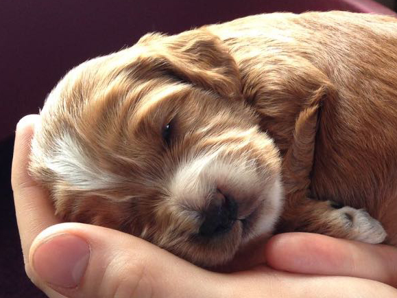 Switchd Roo when she was just the size of my hand